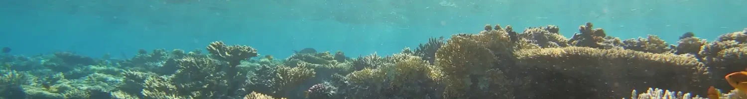 many-fish-swim-among-corals-in-the-red-sea-egypt-4k-SBI-351409807